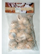 Dekomuscheln, echte Muscheln, Tüte