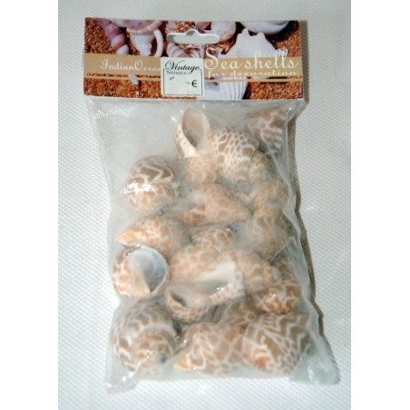 Dekomuscheln, echte Muscheln, Tüte