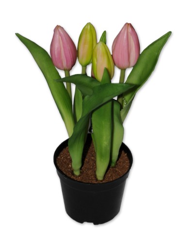 Tulpen, im Topf, rosa, geschlossen