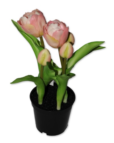 Tulpen, im Topf, rosé, halb geöffnet