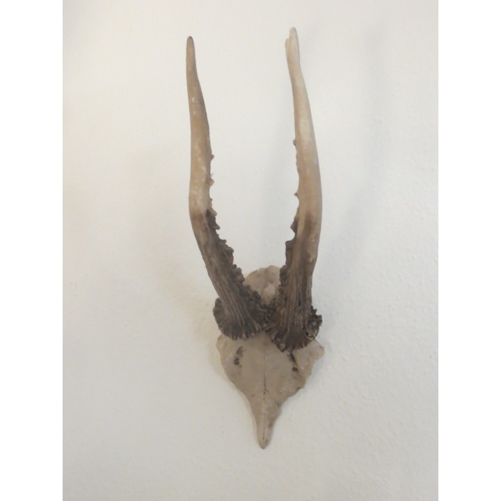 Geweih
