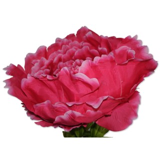 Riesenblume, Zier-Rose pink