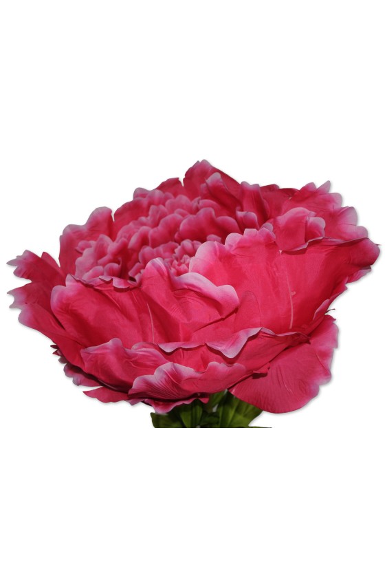 Riesenblume, Zier-Rose pink
