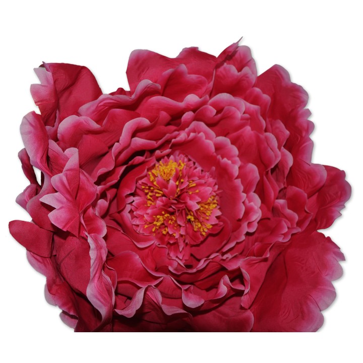 Riesenblume, Zier-Rose pink