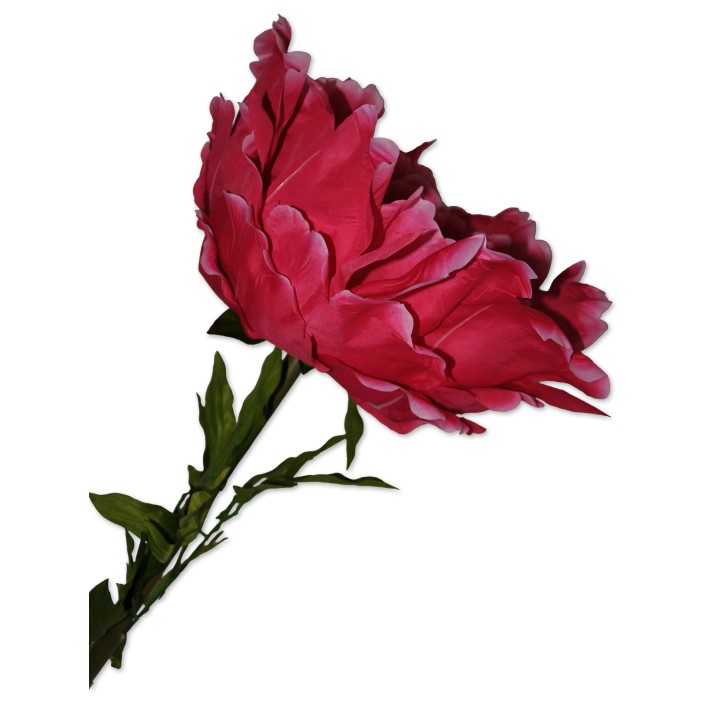 Riesenblume, Zier-Rose pink
