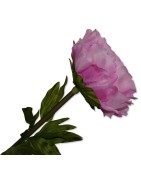 Riesenblume, Zier-Rose rosa Textil