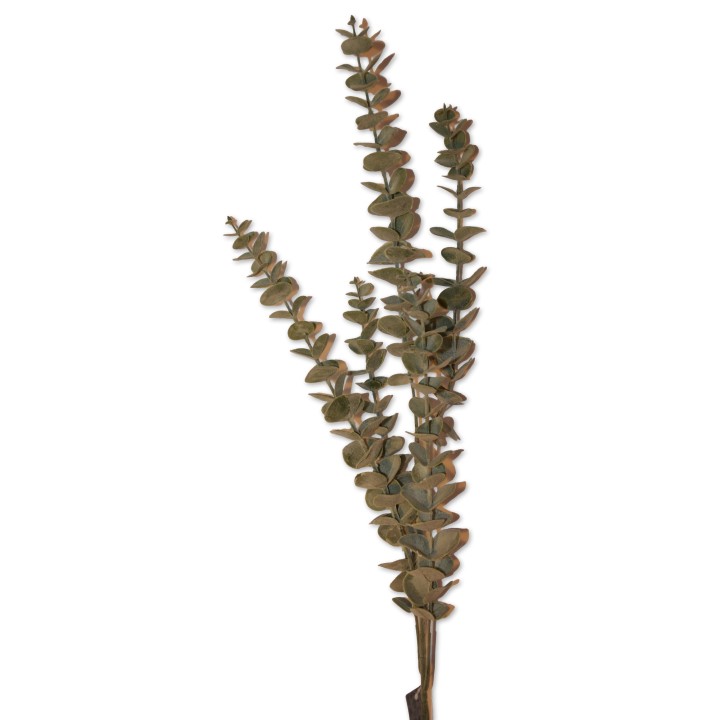 Eucalyptus-Zweig, silbergrün