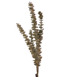 Eucalyptus-Zweig, silbergrün